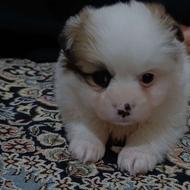 سگ پامر سالم