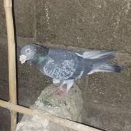 کبوتر آلمانی