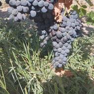 نهال انگور مویز