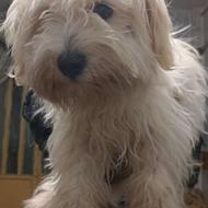 سگ شیتزو ماده یکساله آبستن