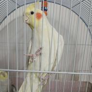 عروس هلندی دست اموز