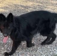 ژرمن بلک ماده