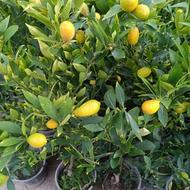 سلام فروش انوای نهال