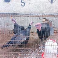 فروش یک جفت بوقلمون نر و ماده 8ماهه اصل برنزه آمریکایی