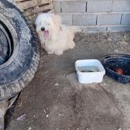 توله سفیدپشمالوواگذار