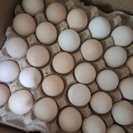 فروش عمده و خرده تخم‌مرغ (محلی درشت)