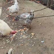 مرغ وخروس گلین