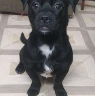 واگذارتوله پیتبول نر وماده