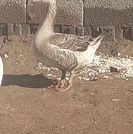 غاز محلی ماده