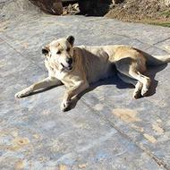 معاوضه سگ ماده