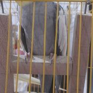 عروس هلندی نر و ماده سالم