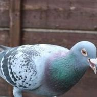 کبوتر مسافتی