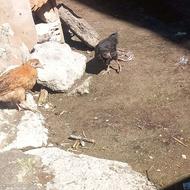 جوجه محلی سه ماه