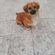 توله پامر و اشپیدز عالی