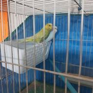 مرغ عشق مولد