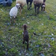 3عددگوسفند بابره نر