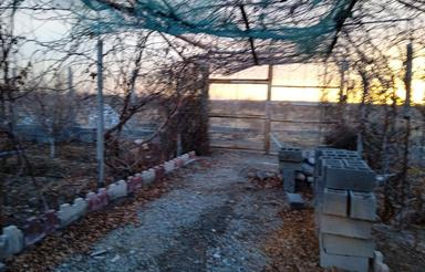 باغ آماده. درخت 7ساله با آب