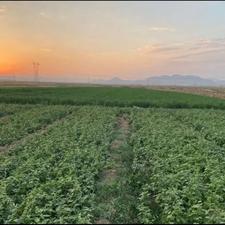 فروش 11500 متر سه حبه چاه در فرخشهر