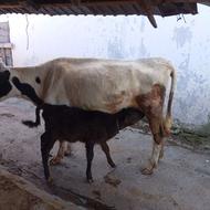 گاو با گوساله ماده دورگ محلی گاو جوان سالم و سرحال