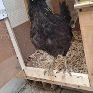 جوجه مرغ کاکلی