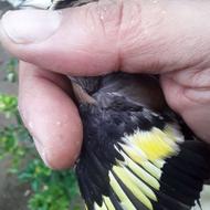 سهره نر رسمی