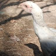 جوجه لاری افغان