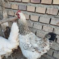 مرغ محلی مخصوص کشتار