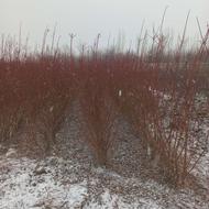 فروش نهال دوساله نصف قیمت بازار