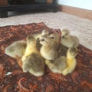 جوجه غاز زبرزرنگ