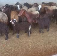 تعدادی گوسفند بره دار جوان بابره های شیرمست برای داشتی