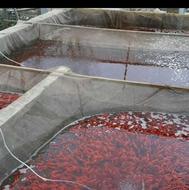 ماهی قرمز برادران اکبری