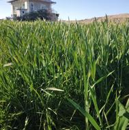 علوفه واسه دام