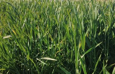 علوفه واسه دام