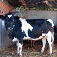 فروش گاو های جوان قربانی