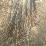 قلمه بوته چنار آغ قوواخ نیگرای تورکیه