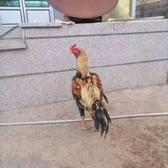 خروس لاری صابونی