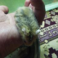 همستر کمپل قهوه ای