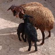 گوسفند 2 دندان