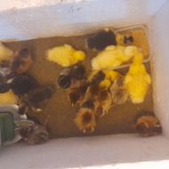 جوجه اردک و جوجه رسمی