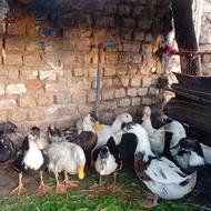 اردک محلی نر و ماده