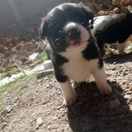 واگذاری توله سگ نژاد دار..