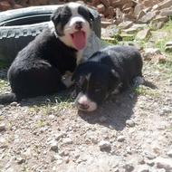 واگذاری توله سگ نژاد دار..