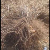 نهالستان انگور