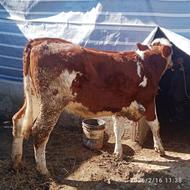 تلیسه چاق یا داشتی