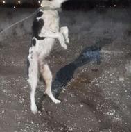 سگ نگهبان نژاد افغان واگذاری