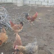 خروس محلی.‌