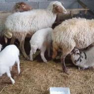 گوسفند .گوسفند با بره