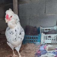 تخم تازه گلین درجه1