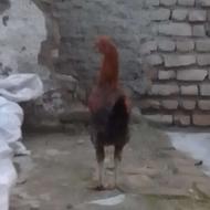 مرغ خروس محلی سالم سرحال