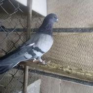 خریدار یک جفت کفتر سبز چاهی کاغذی